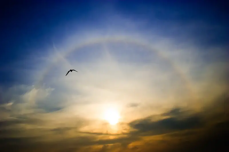Finstämd bild med halo runt solen som går ner i havet, en mås flyger i förgrunden.