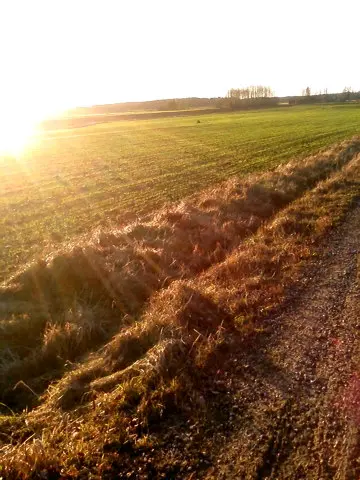 Solnedgång vid åker.