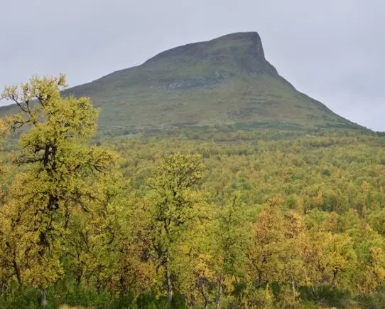 From distant to near: Alpine region, mountain birch belt. Characteristic vegetation zone in the Scandinavian mountains.