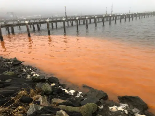Orange mareld i Hinsholmskilen, Göteborg.