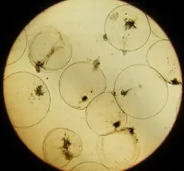 Noctiluca scintillans, växtplankton.