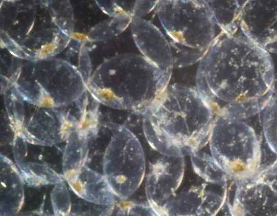 Noctiluca scintillans, växtplankton.