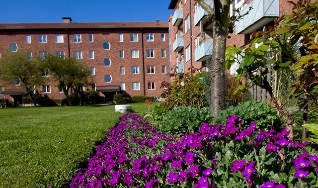Blommor i rabatt med hus i bakgrunden.