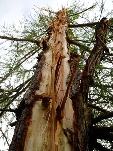 Träd som har träffats av blixten