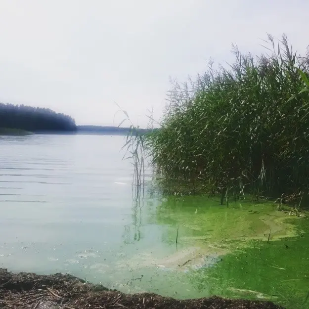 Fotografiet visar en vik med kraftig algblomning