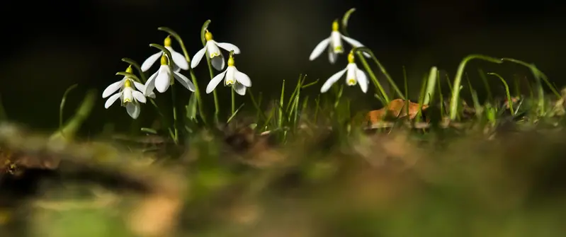Snödroppar som blommar.