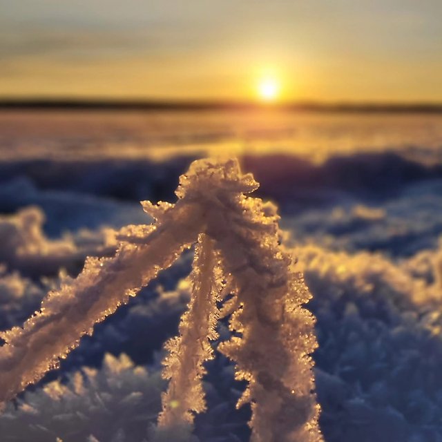 Indalsälvens delta i Medelpad den 5 januari 2025.