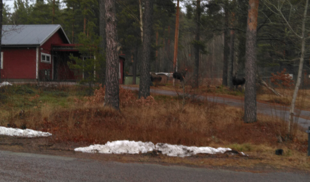 Tre älgar bland träd.