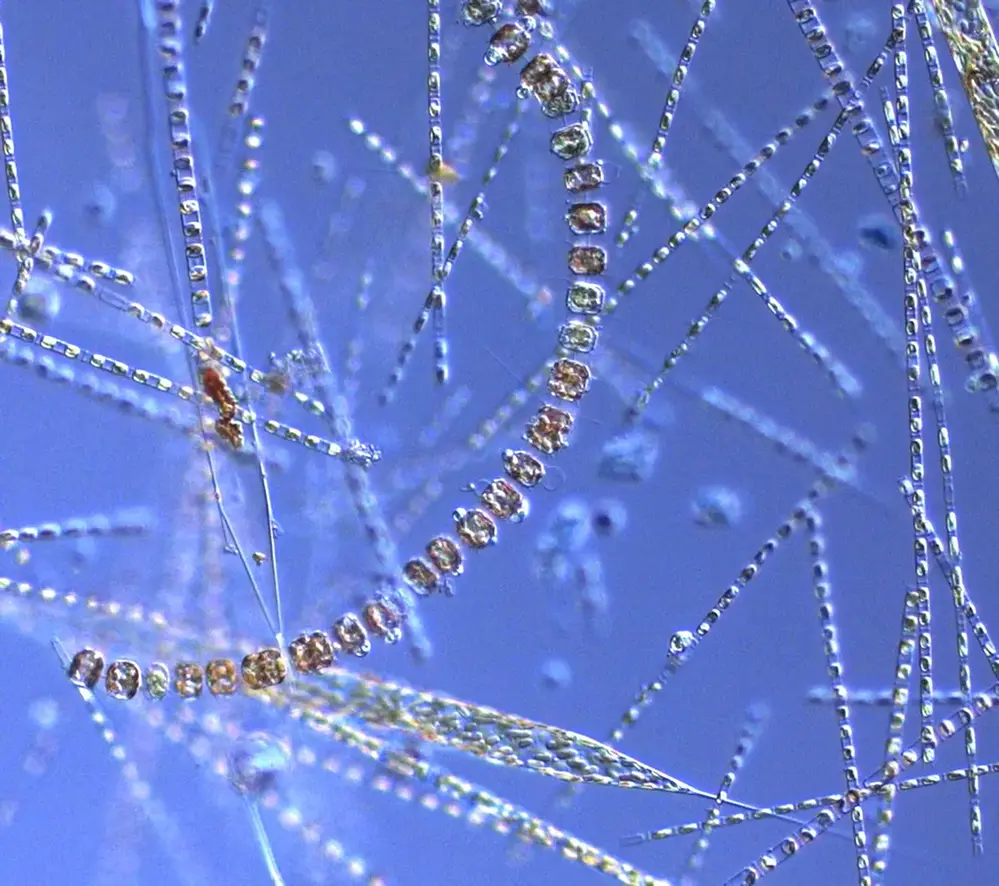 Mikroskopbilden är från ett levandeprov och skeletonema marinoi, Rhizosolenia setigera och Thalassiosira nordenskioeldii