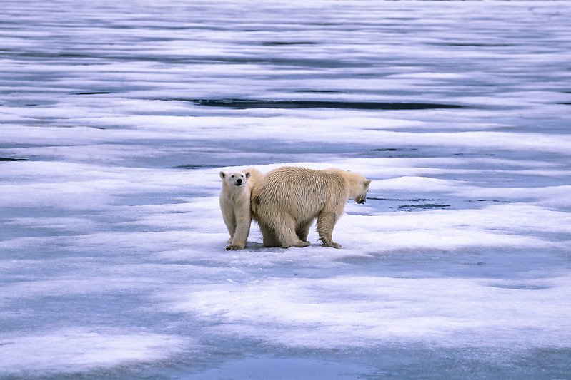 isbjörnar på is