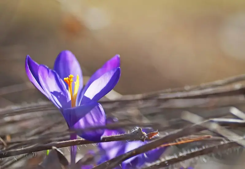 Blå blommor som solen lyser på.