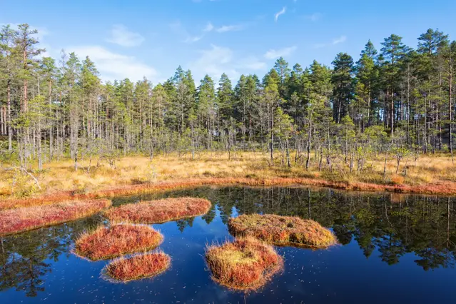 Vatten och land som bildat en myr