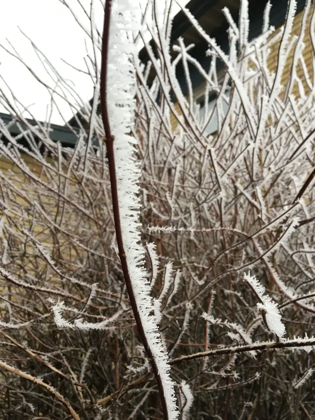Dimfrost på en gren från en buske.