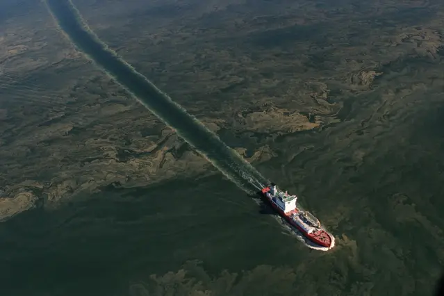 Blå-gröna alger nära Landsort 27 juli 2008