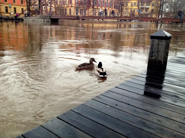 Vårfloden 2013 i centrala Uppsala, höga vattennivåer i Fyrisån