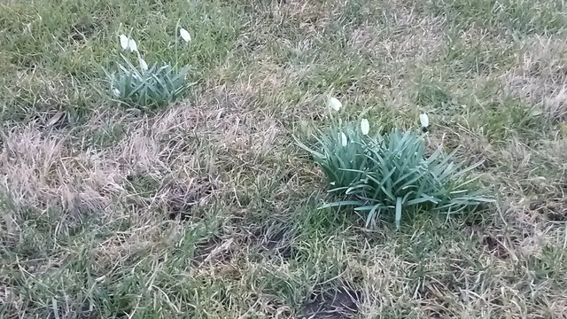 Den meteorologiska våren anlände till Norrköping den 15 februari. Gräsmatta.