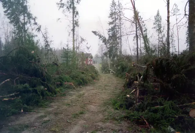 Gudruns skadeverkningar i Nävsjökulla
