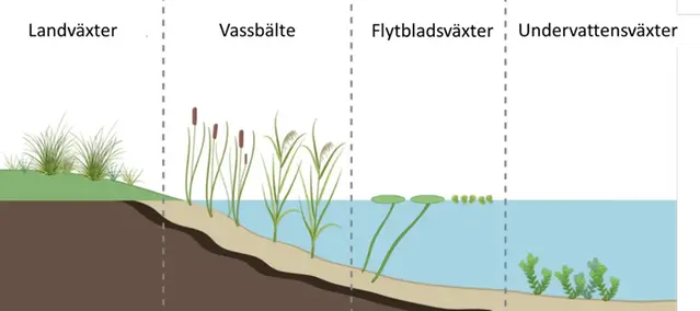 Illustration av ett strandområde våtmark som visar att olika växter trivs i olika vattendjup