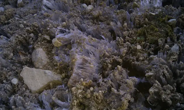 Närbild på pipkrake som bildats på sten.