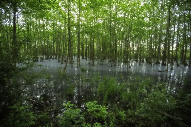 En sumpskog bestående av vatten och träd