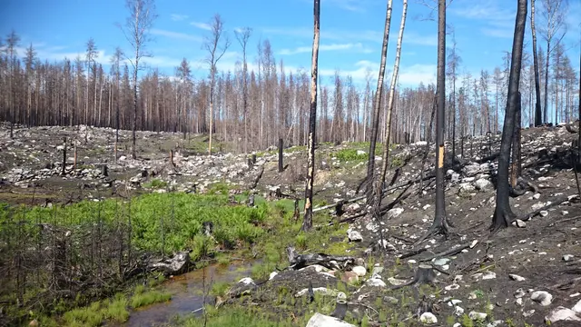Växter kommer tillbaks i den utbrända skogen