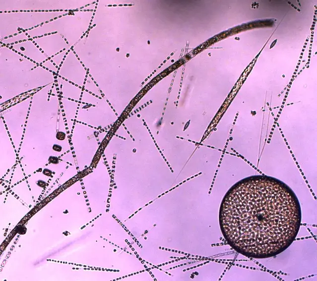 Kiselalg vårblomning