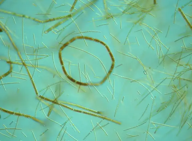 cyanobakterierna Aphanizomenon sp. och Nodularia spumigena