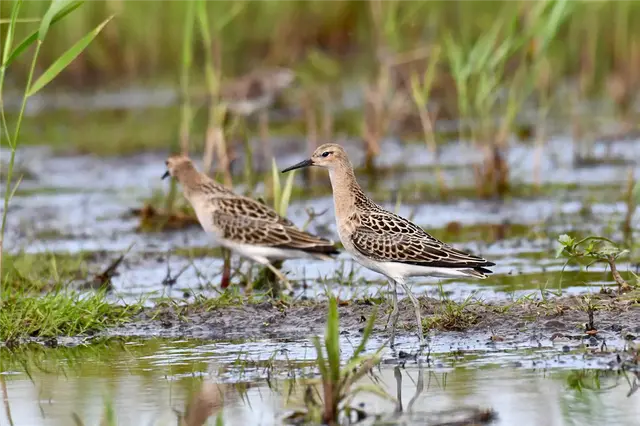 Två vadarfåglar som står i grunt vatten.
