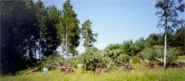 Trädfällning i samband med tromben i Dalhem