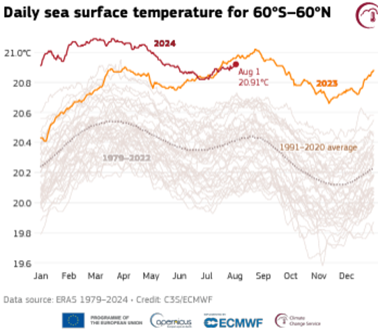 Bilden visar ytvattentemeraturens variation under året för alla år mellan 1979 och 2024 samt motsvarande nnormaltemperatur för 1991-2020.